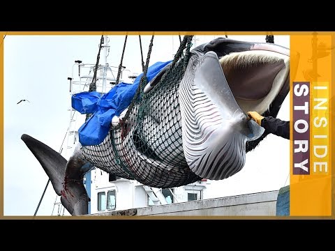 Why do Japanese kill whales?