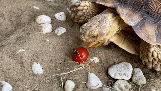 リクガメに大好物のトマトをあげてみた