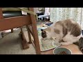 明けましておめでとうございます⛩️ちび太くんもご挨拶😸本年もどうぞ宜しくお願い致します🎍 正月 ねこ ねこ動画