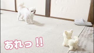 動く子犬のぬいぐるみを会わせてみたら...！！チワワのコハク　[Plays wiz dog's toy ]