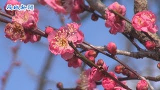 偕楽園の梅ほころぶ　20日から水戸の梅まつり