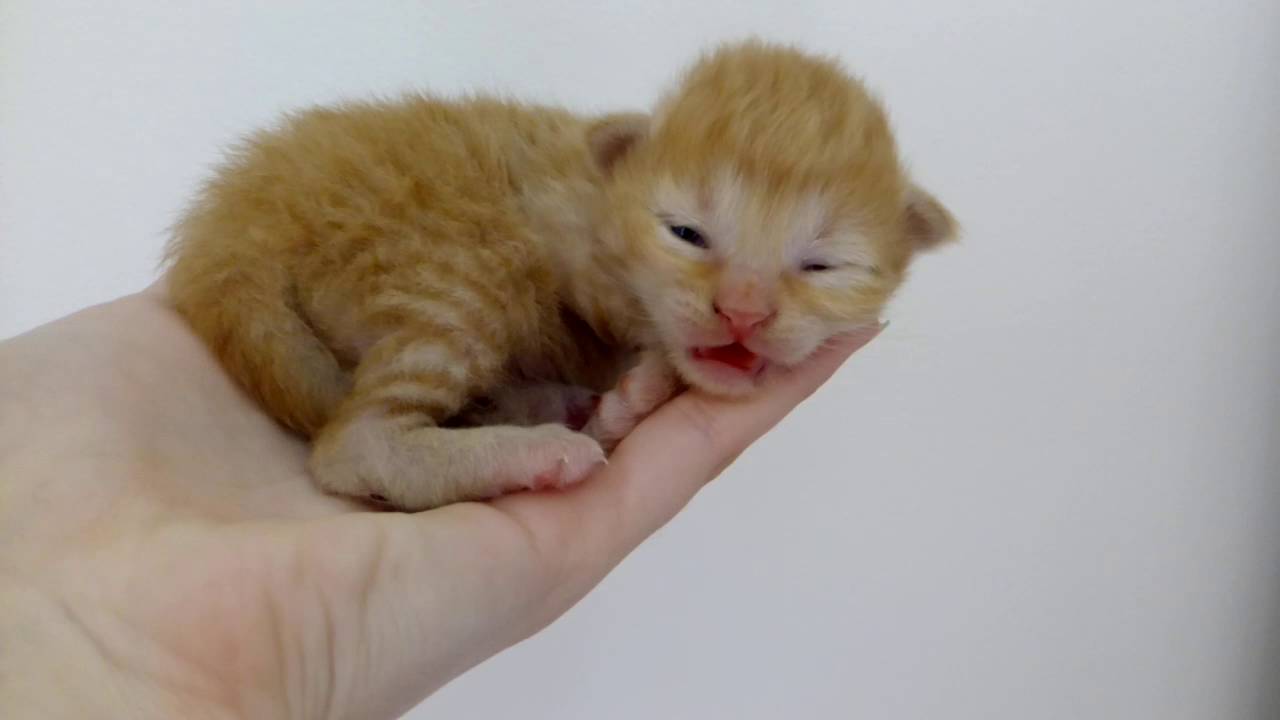 Baby Kitten Meowing Youtube