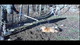 Red Fox Trapping in Tennessee - Releasing a Red Fox