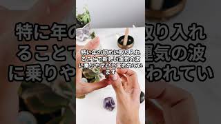 この植物を置くだけで人生が変わる！年始限定の風水術 #short #shorts