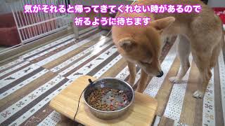 食欲ない日はこんな感じ　柴犬小夏