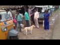 naguluppalapadu video 2