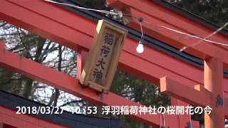 うきはかいねっと　道の駅観光案内より「浮羽稲荷神社」の桜開花の今を紹介です。　2018/03/27