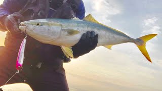 【ロックショア】冬に青物入れ食い