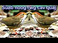 suab noog rwg cav quaj dib tuaj zoo heev