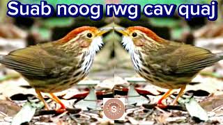 Suab noog rwg cav quaj dib tuaj zoo heev