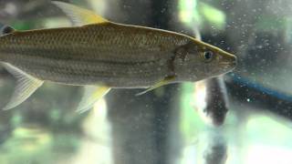 白金猛魚，Goliath tigerfish(Hydrocynus goliath)