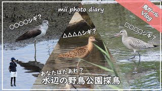 #24【水辺の野鳥公園探鳥】いろんなシギに出会えた野鳥撮影Vlog♪｜アオアシシギ｜オオソリハシシギ｜エリマキシギetc…