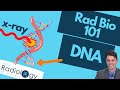 Single vs Double strand DNA Breaks (Rad Bio 101 for Technologists)