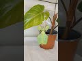 giant leaf insect sheds exoskeleton viralhog