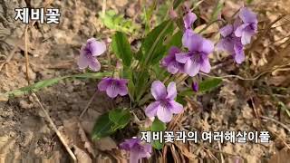 #숲해설#봄꽃1#민들레.참꽃마리.제비꽃.개나리.매화.산수유.진달래