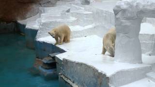 突き落とされそうになるモモ　　　天王寺動物園のホッキョクグマ