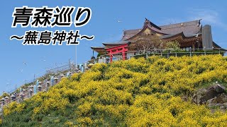 【4K】青森巡り　〜蕪島神社〜