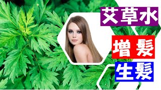 【如何 增加髮量？】如何 預防脫髮？- 艾草水：促進 增髮 生髮的秘密武器 ！| 頭髮稀疏別慌！|掉頭髮 原因| 头发 营养| 如何 增加髮量？|  掉髮 治療方法