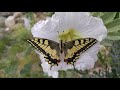 beautiful swallowtail butterfly in 4k