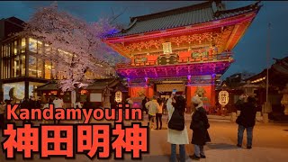 秋葉原 神田明神の明神桜ライトアップ 桜満開 | Cherry blossoms in Kandamyoujin are in full bloom