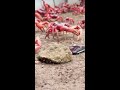 des millions de crabes vont envahir une île 🦀 shorts