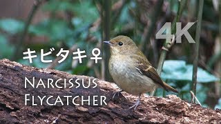 野鳥撮影・ キビタキ♀