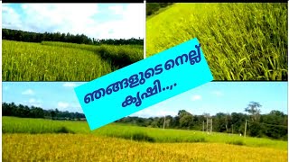 ഞങ്ങടെ വീട്ടിലെ കൃഷി.... ഇപ്പോൾ നെല്ല് കൊയ്യിയാറായി....