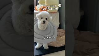 겨울모기•• 의 최후는..? #프리랜서 #VLOG #브이로그 #일상