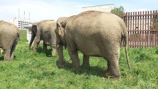 🐘🐘🐘 Слоны в Бобруйске