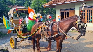 🔴BEGINILAH PERSIAPAN KUDA DELMAN  SEBELUM BERANGKAT KE PANGKALAN❗️NAIK DELMAAN - NAIK KUDA - KUDAKU