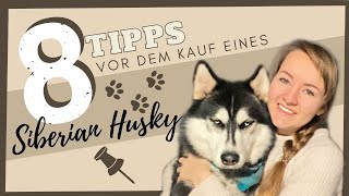 8 Tipps vor der ANSCHAFFUNG eines Huskys | Was muss ich alles beachten? | Huskies Lifestyle