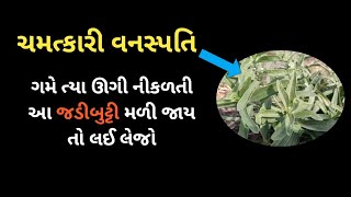 ચમત્કારી જડીબુટ્ટી | મામેજવો | મામેજવાના ફાયદા | mamejvo @swasthyasamadhan