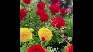 ranunculus flower meaning and ranunculus symbolism 花毛茛 洋牡丹