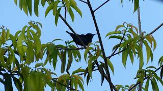 Red-legged Honeycreeper (Cyanerpes cyaneus cyaneus) male singing, French Guiana