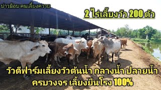 Ep.931 วัวดีฟาร์ม เลี้ยงวัวแบบยืนโรง 100% เลี้ยงวัวเกือบ 200 ตัว 20 ปีไม่เคยตัดหญ้าให้กิน