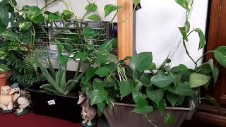 Money plant / எங்கள் வீட்டில் வளரும் மணி பிளான்ட்