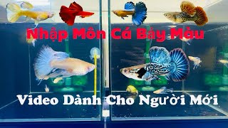 Nhập Môn Cá Bảy Màu. Hãy Xem Trước Khi Tham Gia Giới CáBiz. Phong Cách Chơi, Đặc Tính, Phân Loại Cá.