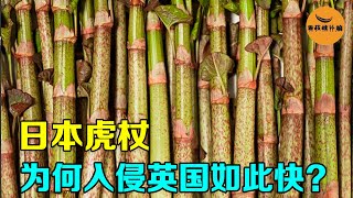 7000万一年就打了水漂，入侵英国的日本虎杖，为何在中国乖巧听话，还成为药材？【看核桃补脑】