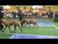 lennox bullmastiff national dog show Świebodzice 02.12.12