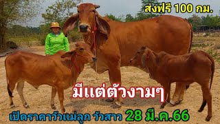 เปิดราคาวัวเเม่ลูก วัวเเม่สาว (28มี.ค.66)พร บ.สหกรณ์นิคม ต.นาหว้า จ.อำนาจเจริญ