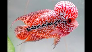 10 Best Types of Kamfa Flowerhorn Fish | Beautiful Red Kamfa Flowerhorn