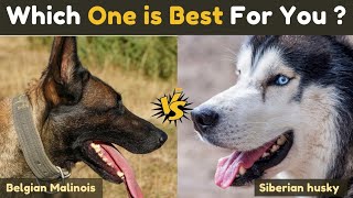 Belgian Malinois vs Husky