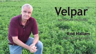 Keeping Alfalfa Weed Free with Velpar