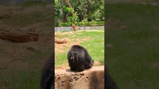 #bear #gwalior #zoo #shorts #mptourism #travel