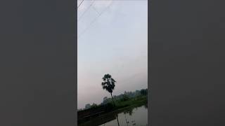 ফুলতো হাজার ফোটে 🌻🌺👈 শাখায় শাখায় #YouTube# short# reels# video#naskarbapi