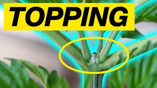HOW TO TOP A CANNABIS PLANT - TOPPING WEED PLANT GUIDE