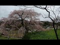 又兵衛桜　しだれ桜