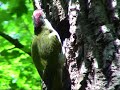 nichtsperlingsvögel grünspecht picus viridis lachend schallende rufreihe. video von klaus taux