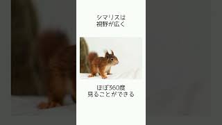 リスに関する雑学 #動物 #リス #かわいい #雑学 #豆知識 #癒し #shorts