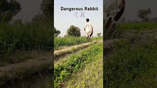 Dangerous Rabbit 🐇🐰 hunting #farming #hunting #animals #hunter #shorts